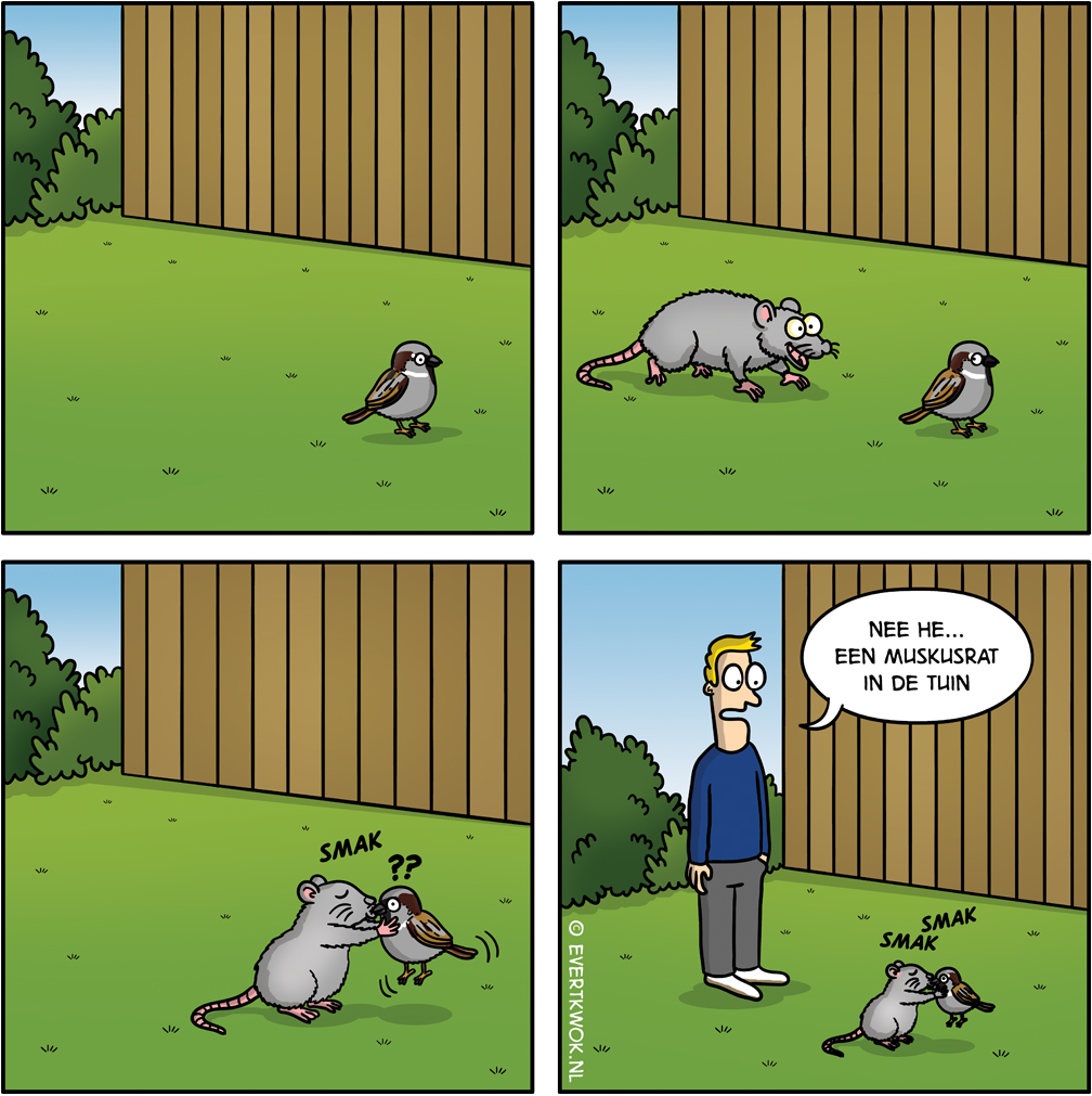 Muskusrat