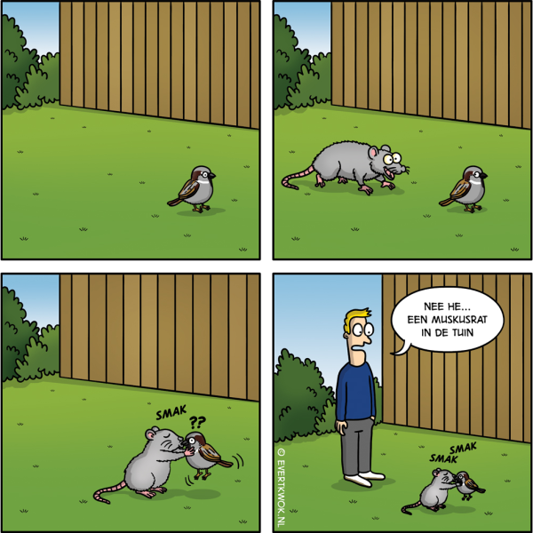 Muskusrat
