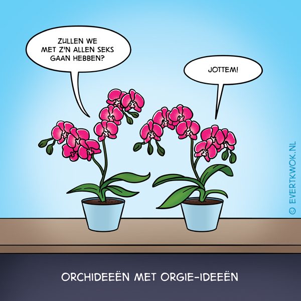 Orchidee